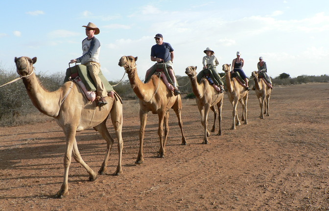 Camel Riding Tours in Sharm El Sheikh Desert