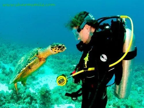 Introductory Scuba Diving in Egypt Red Sea