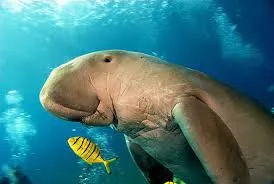 Snorkeling Trip from Port Ghalib Marina