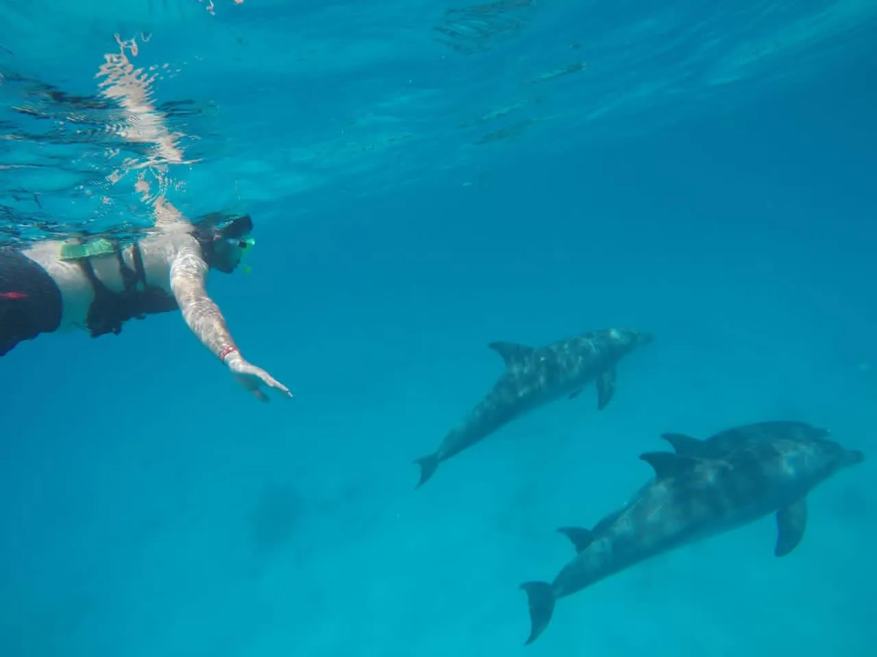 Dolphin House Trip from Hurghada