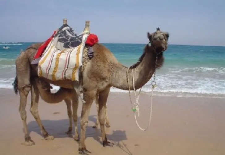 Camel, the Desert Ship