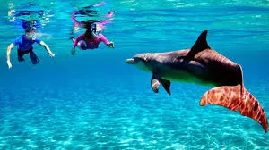 giftunisland.webp giftunisland.webp