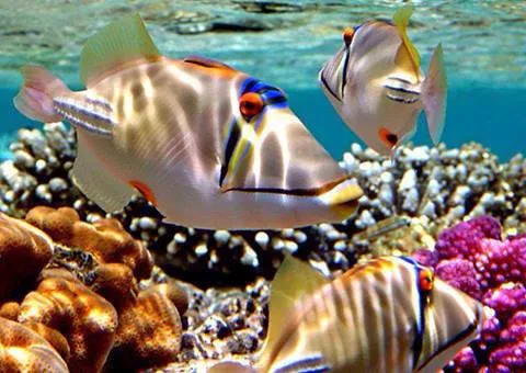 sharmelsheikhcoralreef.webp